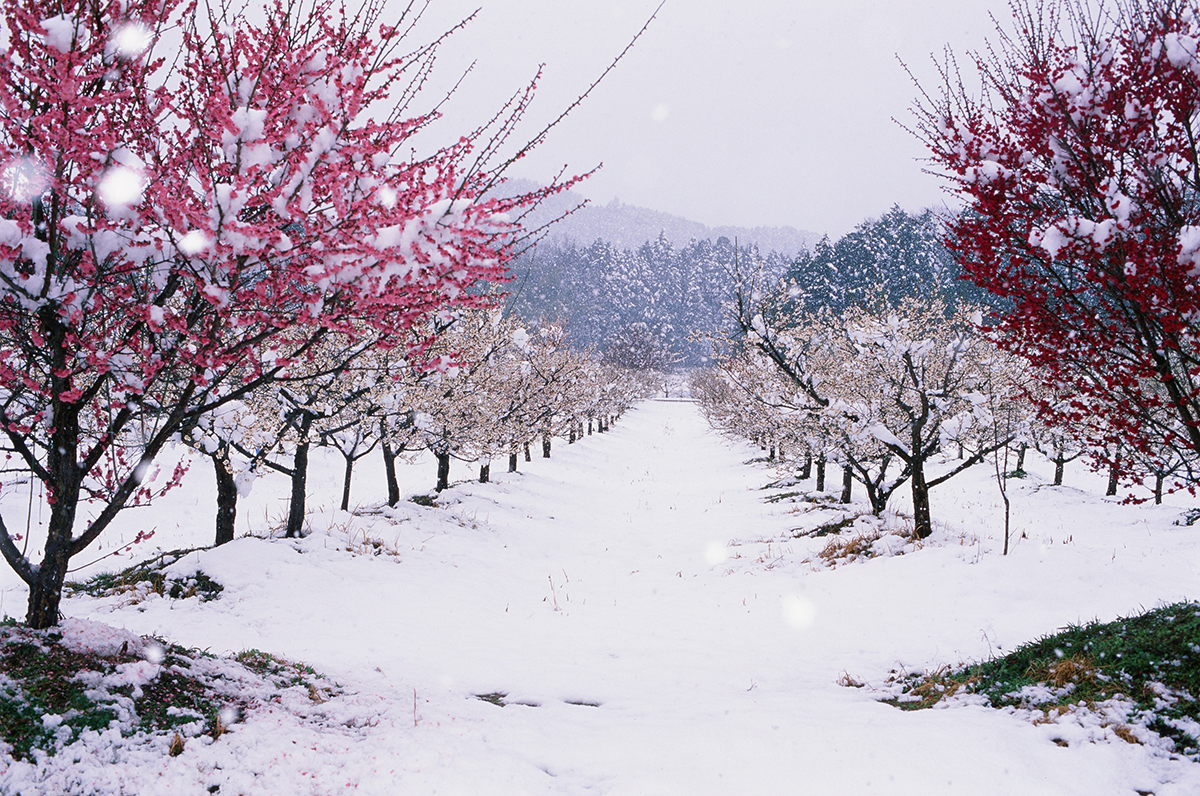 綾部市梅林公園