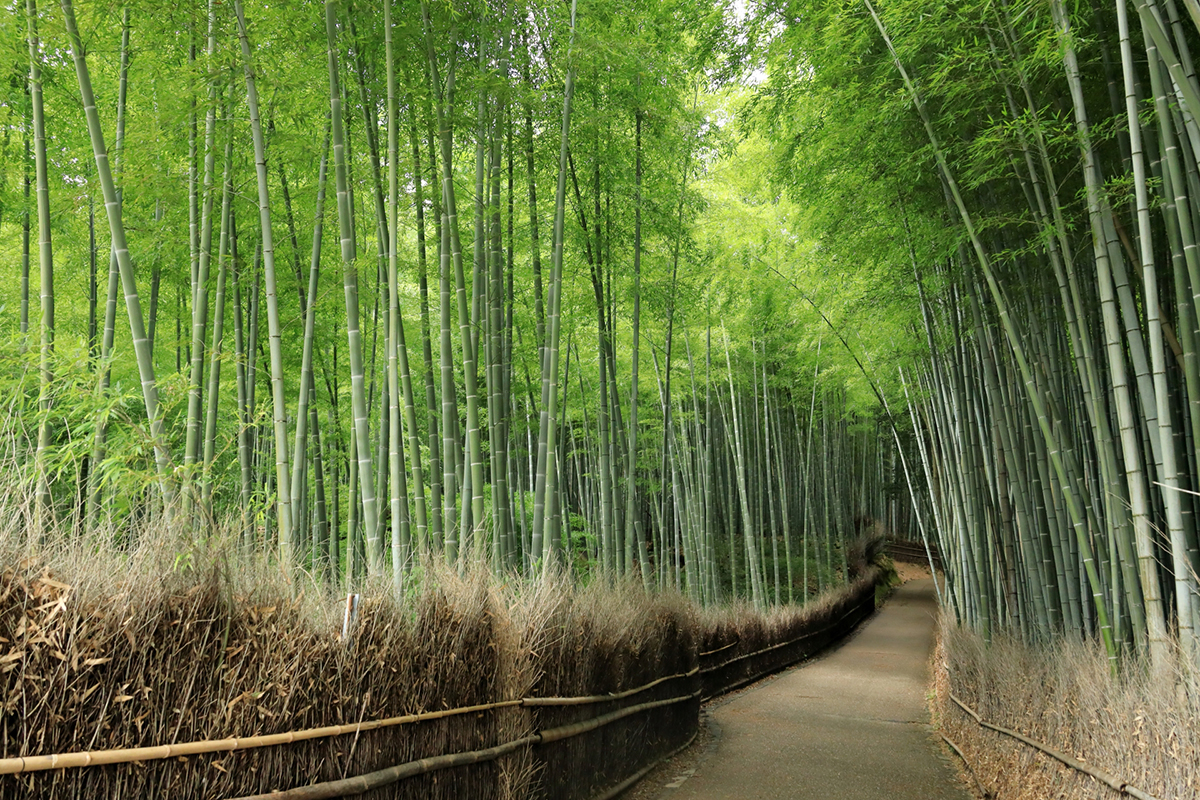 空を覆う竹林が整然と立ち並ぶ竹林の小径【京都市右京区観光】